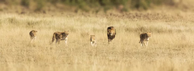 Crédence de cuisine en verre imprimé Lion Pride of lions in the Masai Mara