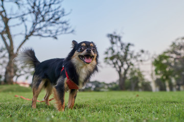 black chihuahua is standing on the lawn and smiling happily.