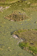 Epuration, station, eau, environnement, boue