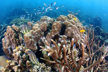 Fototapeta na wymiar Tropical Eight banded Butterflyfish Fish on Coral Reef