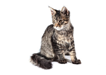 Obraz premium Kitten isolated on white background
