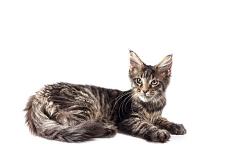 Gray kitten with fluffy hair on a white background