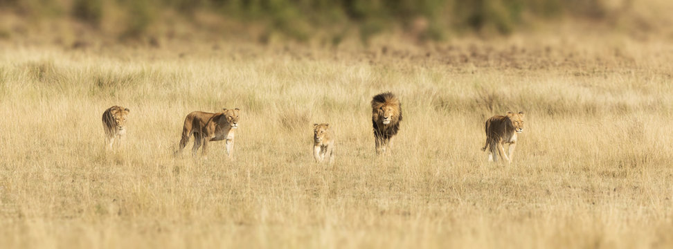 Pride of lions in the Masai Mara