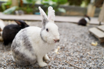 Fototapeta premium white gray rabbit is sitting on stone floor at the garden.