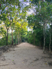old walk way surround with tree and plant on the Ankor Thom wall , Siem Riap ,Cambodia