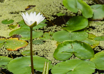 white lotus bloom rising straight up from the pond with duck weed and leaves,