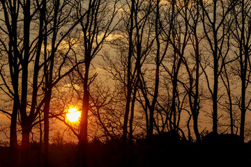 sunset over tree