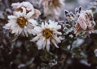 Garden during winter time, white flowers covered with ice