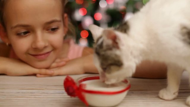 Cheerful girl watching small kitten eat milk at christmas time - xmas tree in background, closeup, camera refocus