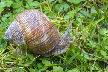 Weinbergschnecke