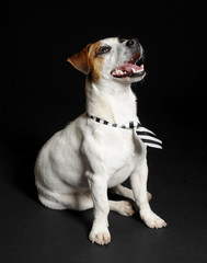 jack russel terrier cane
