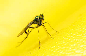 Long legs fly