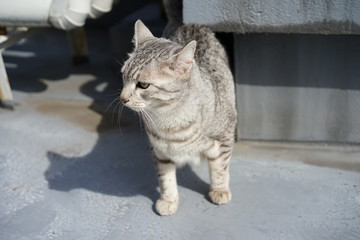 屋上のエジプシャンマウ