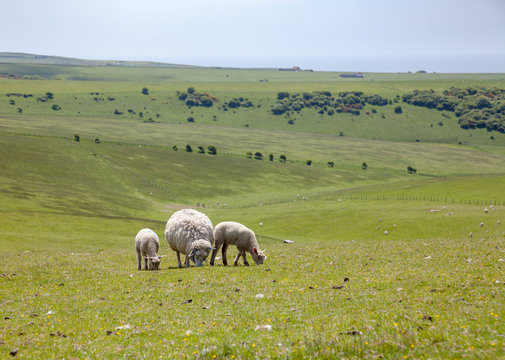English rural landscape with grazing sheep