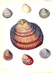 Illustration of shells.