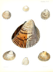Illustration of shells.