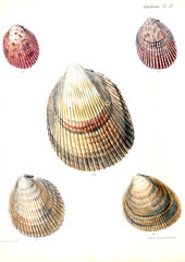 Illustration of shells.