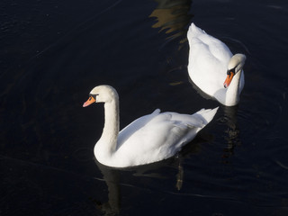 Two swan on the water