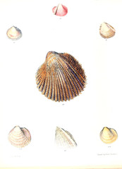 Illustration of shells.