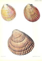 Illustration of shells.