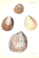 Illustration of shells.