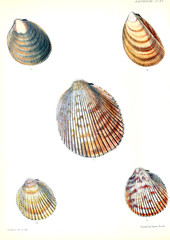 Illustration of shells.