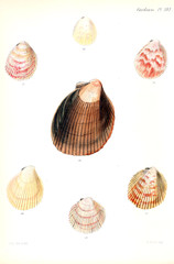 Illustration of shells.