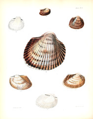 Illustration of shells.