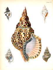 Obraz premium Illustration of shells.
