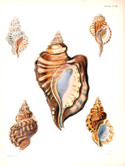 Obraz premium Illustration of shells.