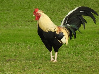 Cock
