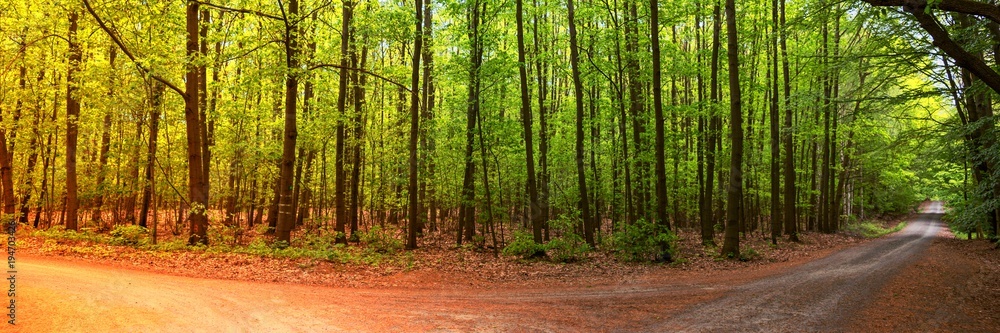 Wall mural Two seasons in the forest, summer and autumn, panoramic landscape shot