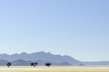 Fototapeta na wymiar Landscape in the Namib Desert / Landscape in the morning in the Namib Desert, Namibia, Africa.