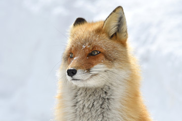 Fototapeta premium 冬のキタキツネ