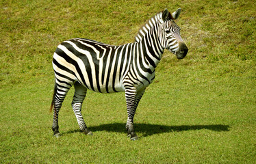 Obraz na płótnie Canvas Burchell's zebra
