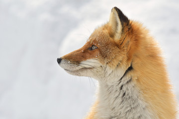 冬のキタキツネ