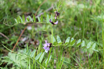 Flowering Bush vetch (Vicia sepium) in wild nature