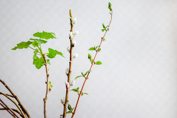 early spring, flowering branches in  room, creating  cozy atmosphere