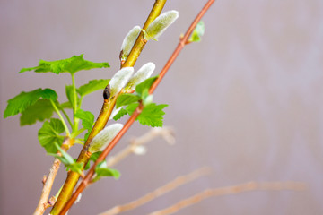 early spring, flourishing branches in office,  joy of coming of spring