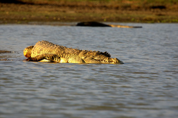 Crocodile in Manze Lake, Selous Tanzania