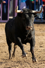 bull in spain