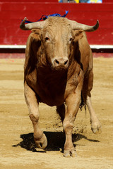bull in spain