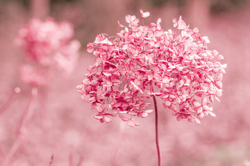 Verbl&uuml;hte Hortensien im Gegenlicht
