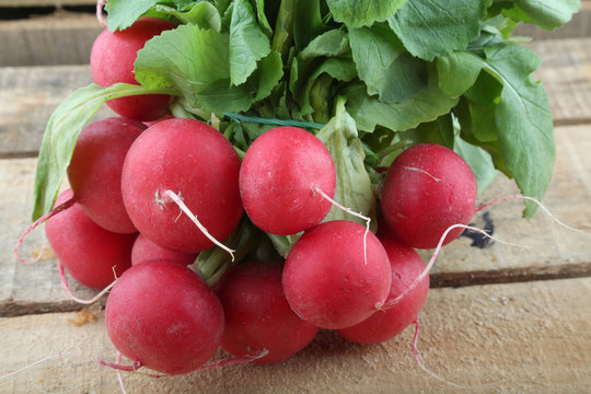 rabanitos