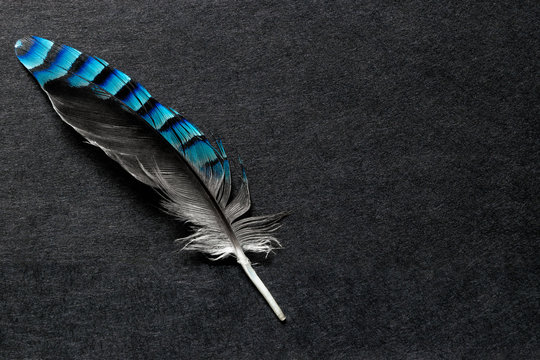 13 702 Best Blue Jay Feather Images Stock Photos Vectors Adobe Stock