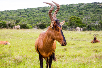 Single Red Hartebeest Standing In A Meadow In  Addo In The Eastern Cape