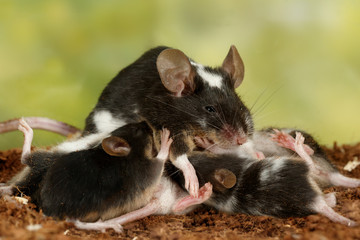 Closeup black and white decorative mouse (M.m.molossinus) breastfeed the offspring on green leaves background
