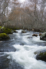 Long exposure of a mountain river in the middle of an oak forest