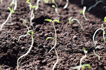 Single sprout of tomato in earth