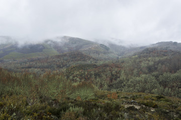 Foggy day in the mountains. Oak trees